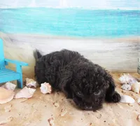 Hershey, a male Poodle - Toy  for sale in Ocala, FL – 2 of 3