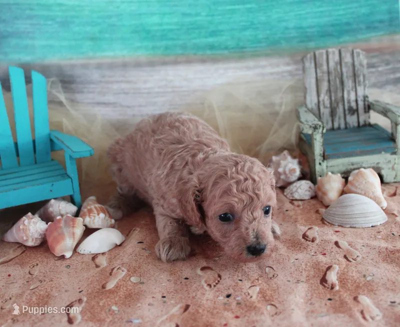 Peaches – Poodle - Toy  puppy for sale in Ocala, FL
