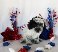 Monte , a female Poodle - Toy  for sale in Ocala, FL – 2 of 3