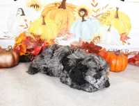 Jaden, a male Poodle - Toy  for sale in Ocala, FL – 2 of 2
