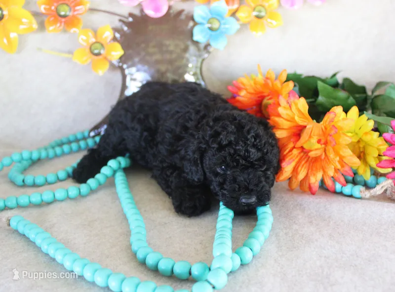 Lance – Poodle - Toy  puppy for sale in Ocala, FL