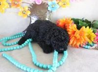 Lance, a male Poodle - Toy  for sale in Ocala, FL – 1 of 2