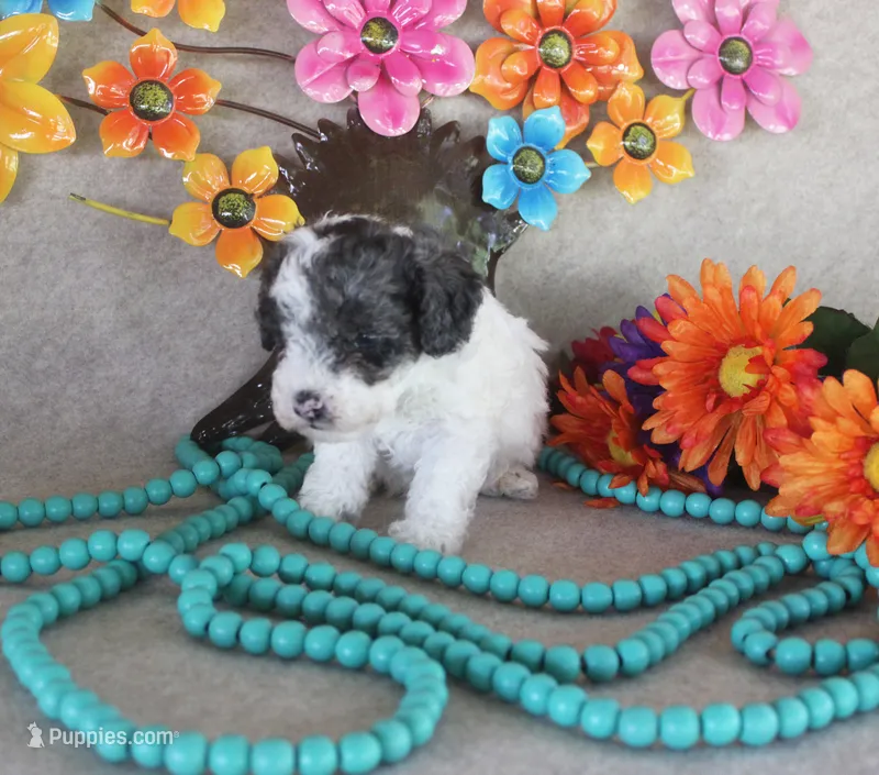 Sammy – Poodle - Toy  puppy for sale in Ocala, FL