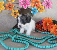 Sammy, a male Poodle - Toy  for sale in Ocala, FL – 1 of 2