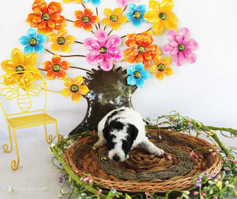 Tito – Poodle - Toy  puppy for sale in Ocala, FL