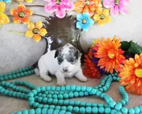 Spot, a male Poodle - Toy  for sale in Ocala, FL – 2 of 3