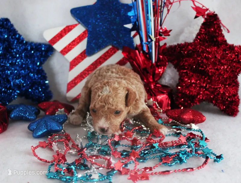 Tex – Poodle - Toy  puppy for sale in Ocala, FL