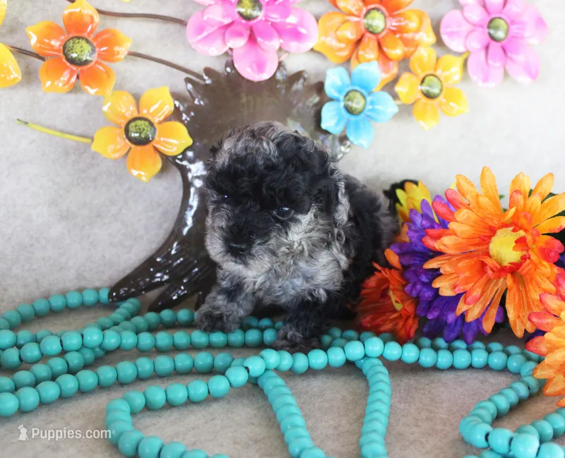 fancy – Poodle - Toy  puppy for sale in Ocala, FL