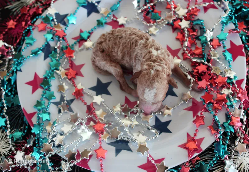 Harvey – Poodle - Toy  puppy for sale in Ocala, FL