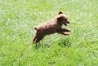 Rusty, a male Poodle - Toy  for sale in Ocala, FL – 3 of 4