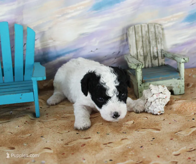 Linus – Poodle - Toy  puppy for sale in Ocala, FL
