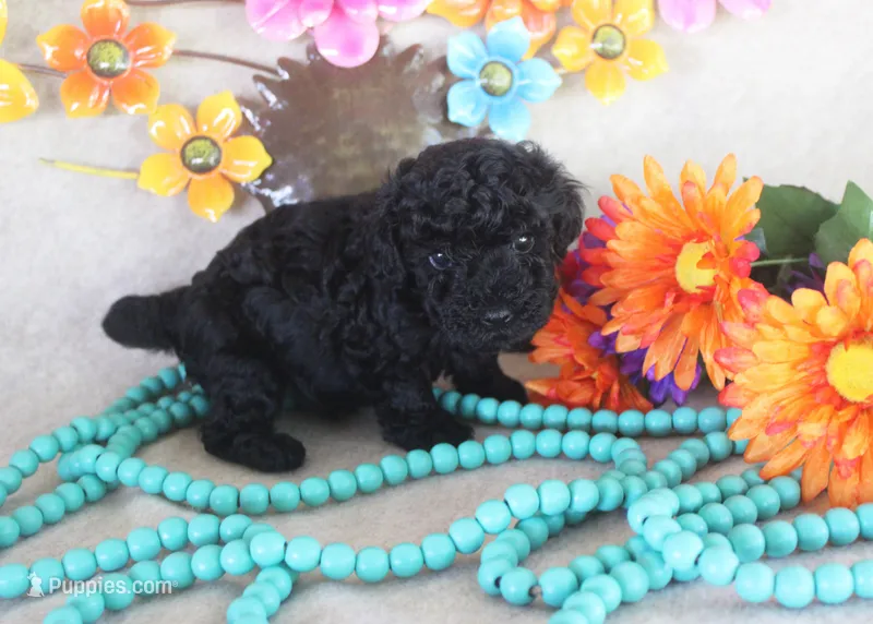 Lola – Poodle - Toy  puppy for sale in Ocala, FL