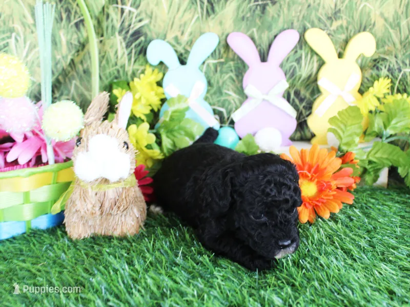 Teacup Cole – Poodle - Toy  puppy for sale in Ocala, FL