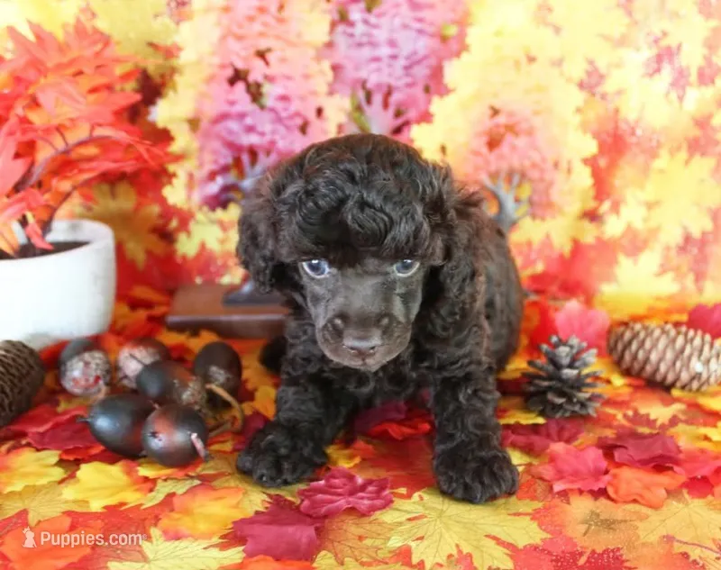 Coco – Poodle - Toy  puppy for sale in Ocala, FL
