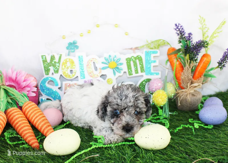 Lila – Poodle - Toy  puppy for sale in Ocala, FL