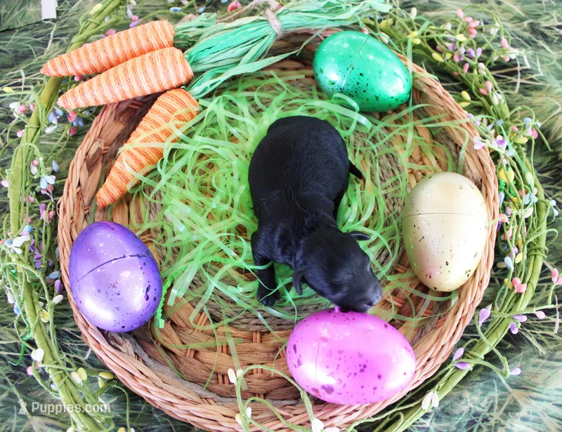 Midnight – Poodle - Toy  puppy for sale in Ocala, FL