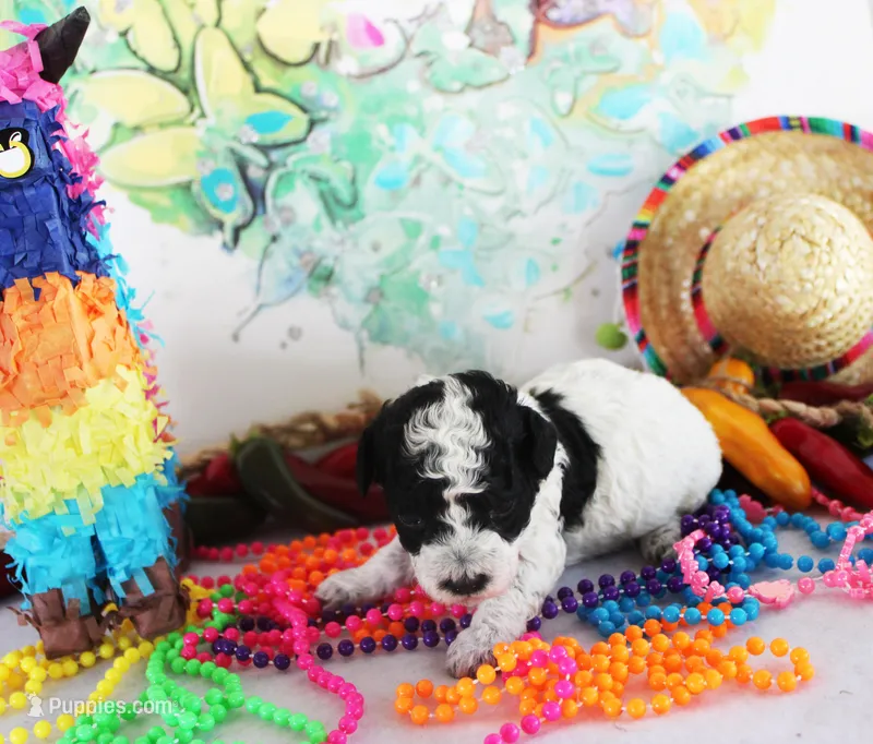 Sandy – Poodle - Toy  puppy for sale in Ocala, FL