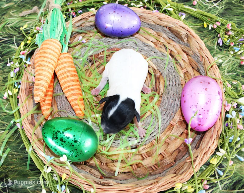 Sandy – Poodle - Toy  puppy for sale in Ocala, FL