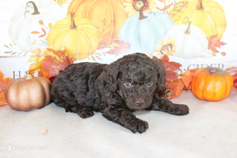 Bear – Poodle - Toy  puppy for sale in Ocala, FL