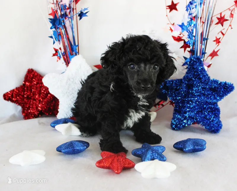 Cole – Poodle - Toy  puppy for sale in Ocala, FL