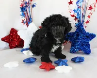 Teacup Cole, a male Poodle - Toy  for sale in Ocala, FL – 1 of 3