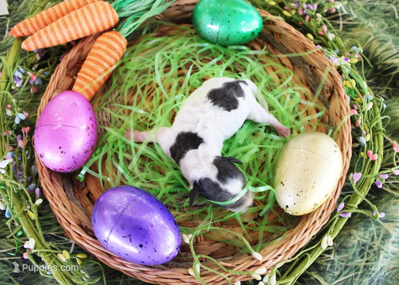 Gabriel – Poodle - Toy  puppy for sale in Ocala, FL