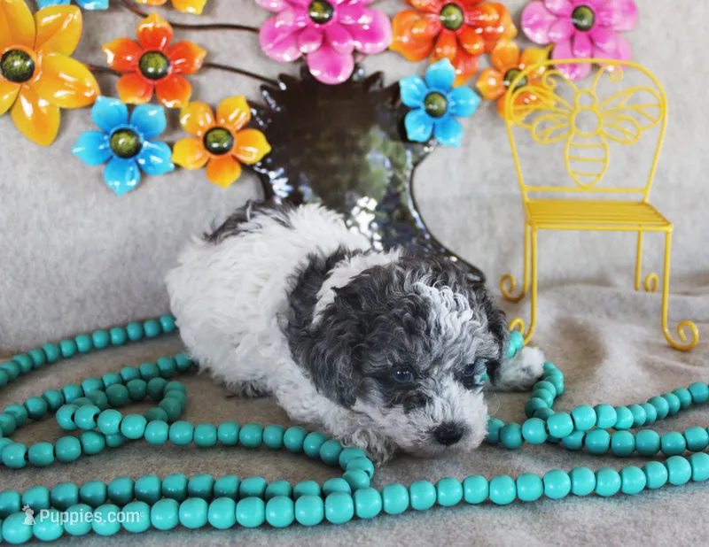 Gabriel – Poodle - Toy  puppy for sale in Ocala, FL