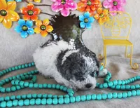 Gabriel, a male Poodle - Toy  for sale in Ocala, FL – 1 of 3