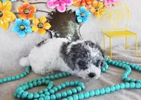 Gabriel, a male Poodle - Toy  for sale in Ocala, FL – 2 of 3