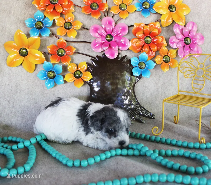 Gabriel – Poodle - Toy  puppy for sale in Ocala, FL