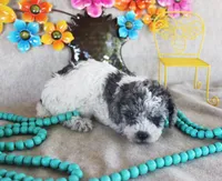 Gabriel, a male Poodle - Toy  for sale in Ocala, FL – 3 of 3