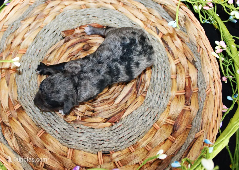 Neon – Poodle - Toy  puppy for sale in Ocala, FL