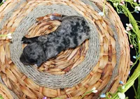 Neon, a male Poodle - Toy  for sale in Ocala, FL – 1 of 2