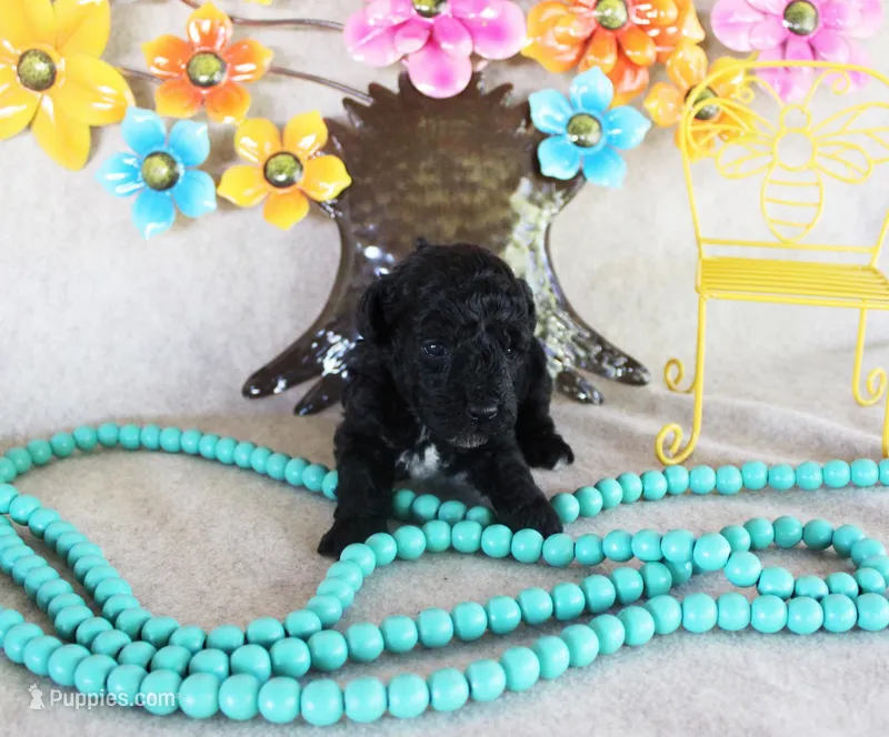 Cole – Poodle - Toy  puppy for sale in Ocala, FL