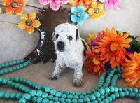 Dottie, a female Poodle - Toy  for sale in Ocala, FL – 2 of 3