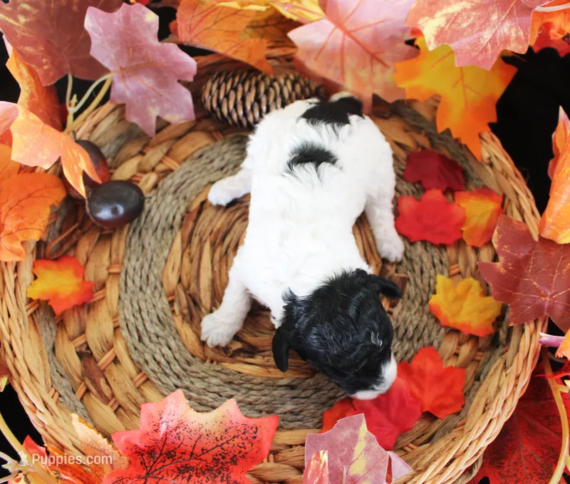 Cassy – Poodle - Toy  puppy for sale in Ocala, FL
