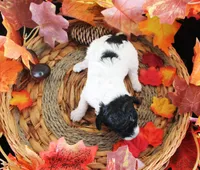 Cassy, a female Poodle - Toy  for sale in Ocala, FL – 1 of 2