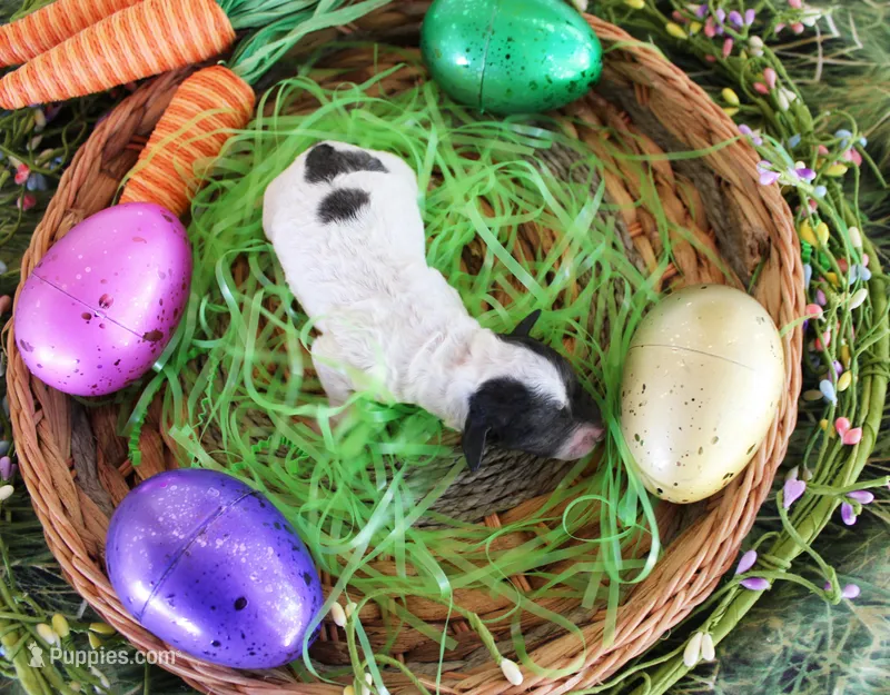 Lance – Poodle - Toy  puppy for sale in Ocala, FL