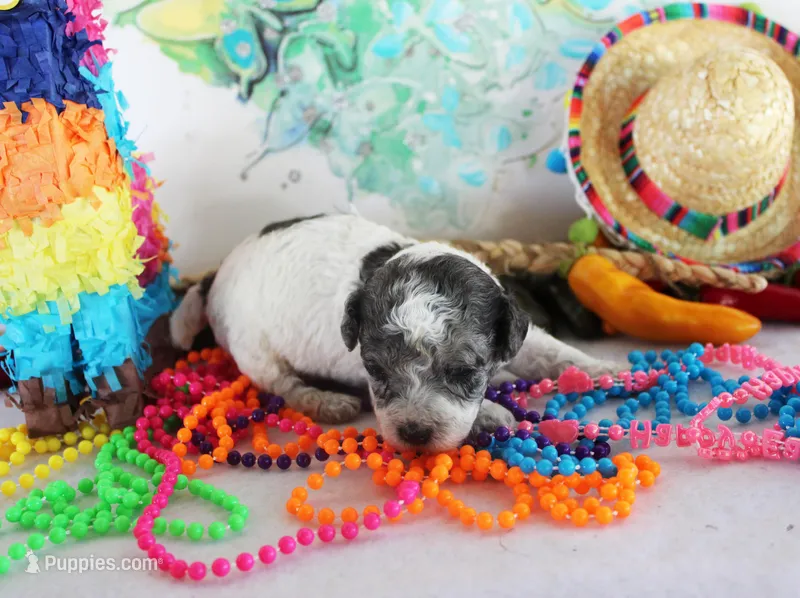 Lance – Poodle - Toy  puppy for sale in Ocala, FL