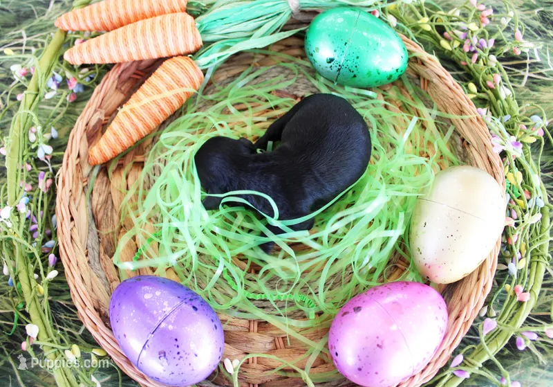 Ashley – Poodle - Toy  puppy for sale in Ocala, FL