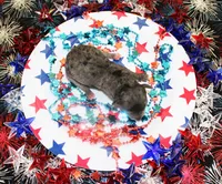 Simon, a male Poodle - Toy  for sale in Ocala, FL – 1 of 2