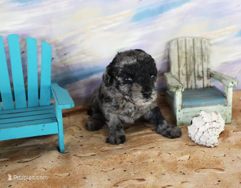 fancy – Poodle - Toy  puppy for sale in Ocala, FL