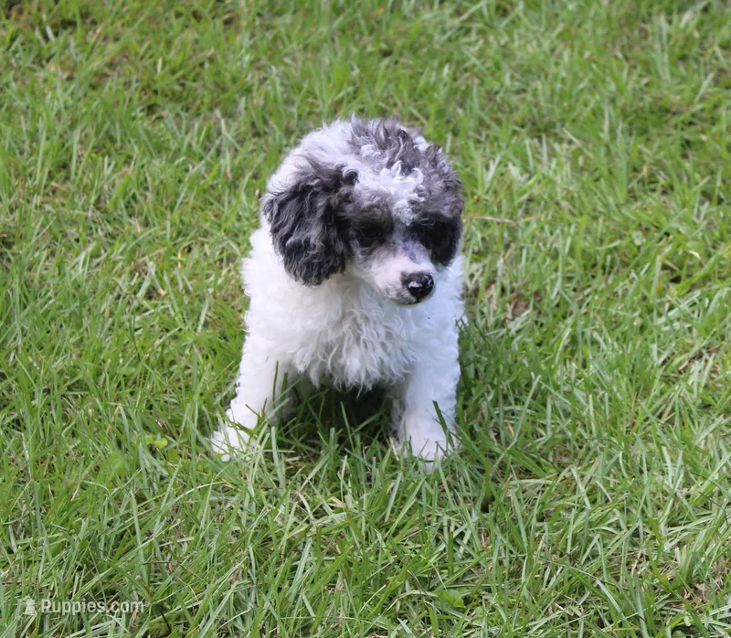 Spot – Poodle - Toy  puppy for sale in Ocala, FL