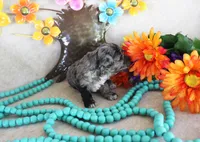tank, a male Poodle - Toy  for sale in Ocala, FL – 3 of 3