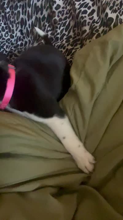Bella, a female Boston Terrier for sale in Burlington Township, NJ – 4 of 4