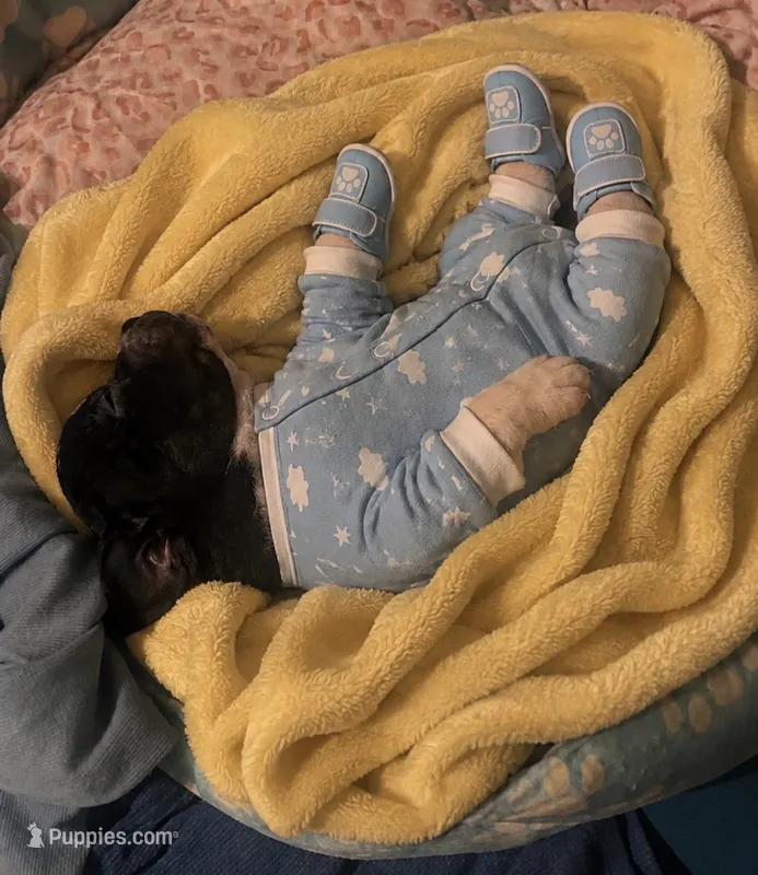 Bella – Boston Terrier puppy for sale in Burlington Township, NJ
