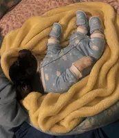 Bella, a female Boston Terrier for sale in Burlington Township, NJ – 1 of 4