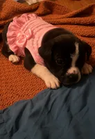 Bella, a female Boston Terrier for sale in Burlington Township, NJ – 3 of 4