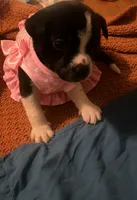 Bella, a female Boston Terrier for sale in Burlington Township, NJ – 2 of 4