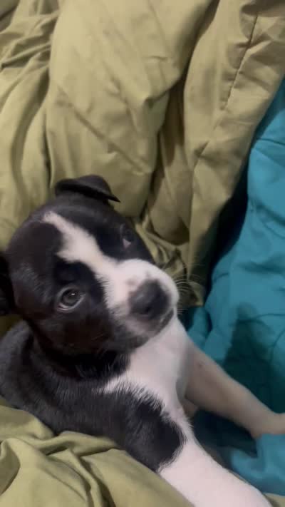 Bella, a female Boston Terrier and American Pit Bull Terrier for sale in Burlington Township, NJ – 7 of 7